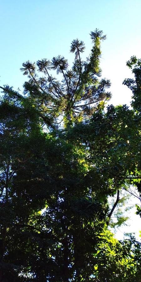 Jasy Puerto Iguazú